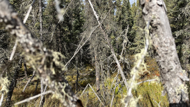 树木-北曼尼托巴-加拿大图片下载