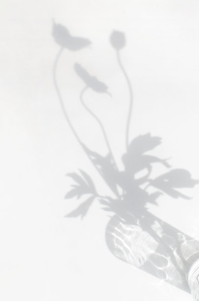 植物在浅色背景上的影子图片下载