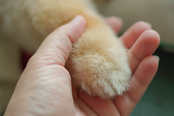 友好的妇女拿着狗的腿在手里。图片下载