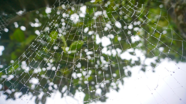 屋顶上露珠状的蜘蛛网图片下载