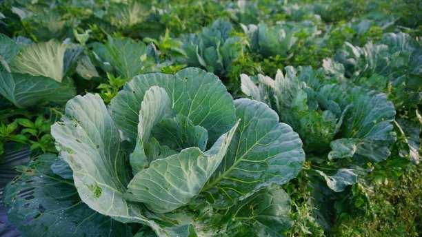 白菜植物种植园-有机蔬菜种植园图片下载