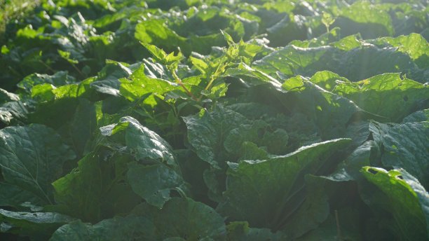 芥菜植物种植园-有机蔬菜种植园图片下载