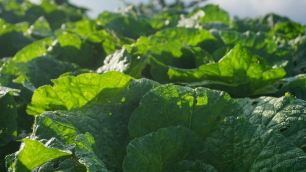 芥菜植物种植园-有机蔬菜种植园图片下载