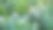 白菜植物种植园-有机蔬菜种植园图片下载