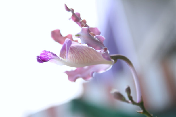 粉色兰花015. jpg图片下载