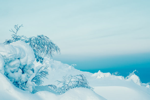 冬季极简的北方背景与树抹灰与雪对黑暗戏剧性的天空。北极严酷的大自然。神秘童话的冬季迷雾森林。图片下载