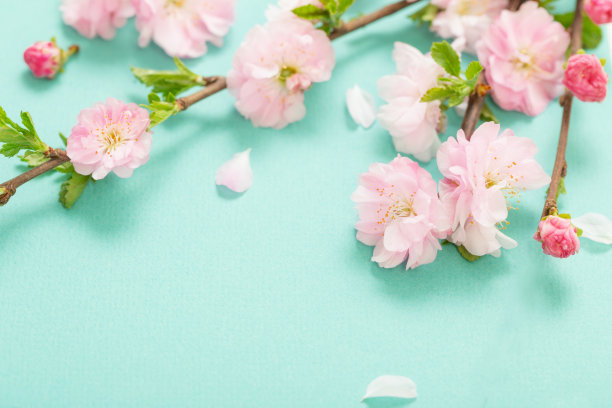 绿色背景下盛开的杏仁枝图片下载