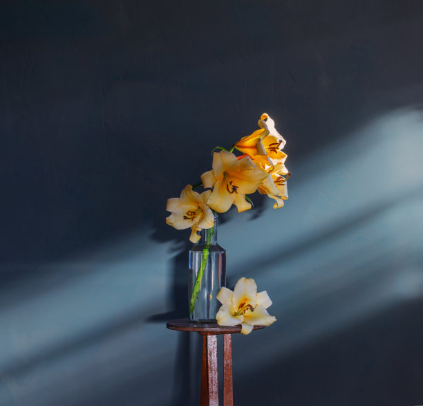 深蓝色底色，黄色百合花图片下载