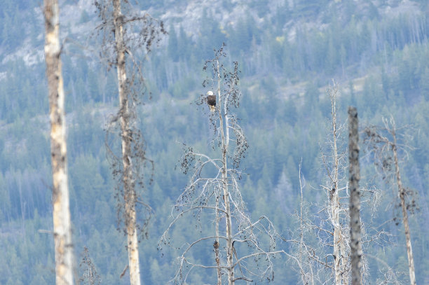 海鹰，鱼鹰在树上，背景是落基山脉图片下载