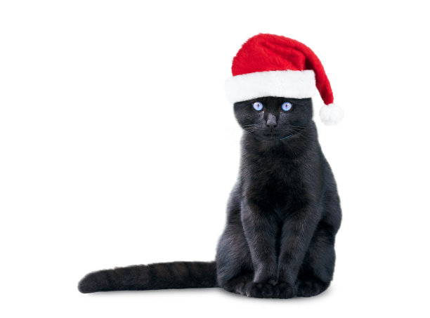 戴着红色圣诞老人帽子的小黑猫被孤立在白色的背景上图片下载