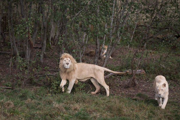 自然公园里的白狮子和雌狮子(Panthera leo krugeri)图片下载
