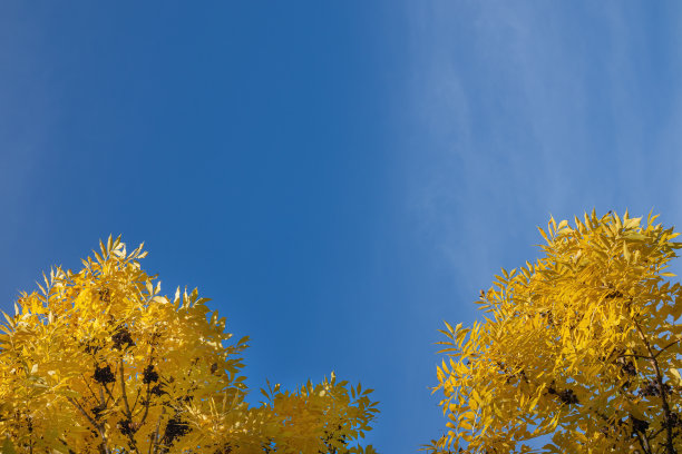 在一个阳光明媚的秋日，树上的黄叶和蓝色晴空为背景图片下载