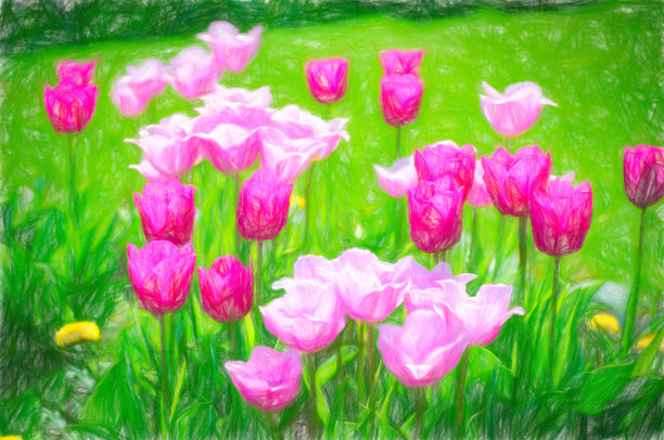 郁金香图片下载