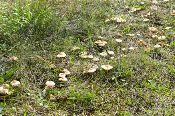 鹅肝蘑菇酱图片下载