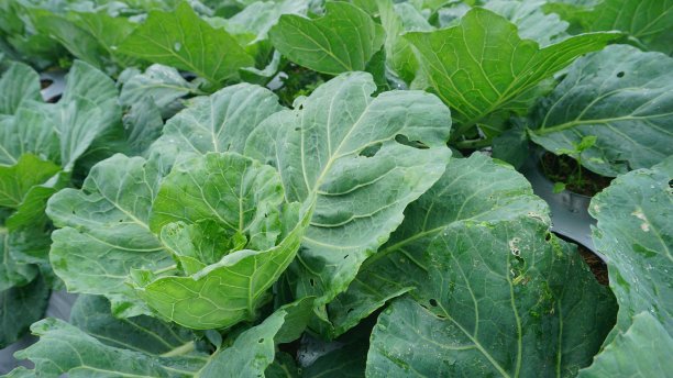 多云天栽培西兰花-有机蔬菜栽培图片下载