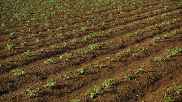 阴天栽培马铃薯幼苗有机蔬菜栽培图片下载