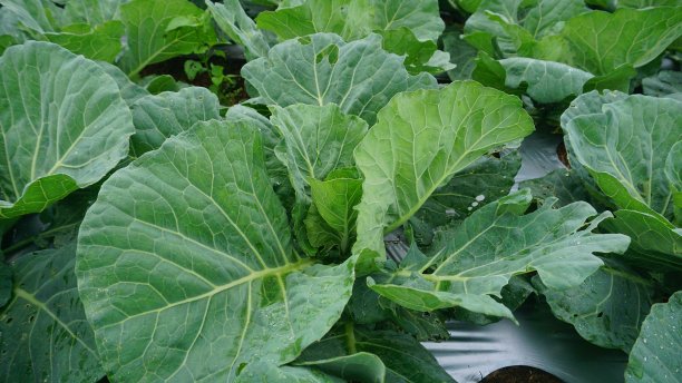 多云天栽培西兰花-有机蔬菜栽培图片下载