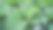多云天栽培西兰花-有机蔬菜栽培图片下载
