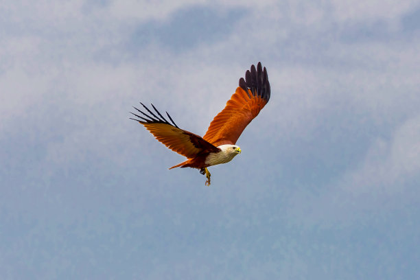 红背海鹰图片下载