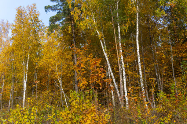 秋天的风景，秋天的森林，黄色的树叶。漂亮的手机和电脑背景或屏幕保护程序图片下载