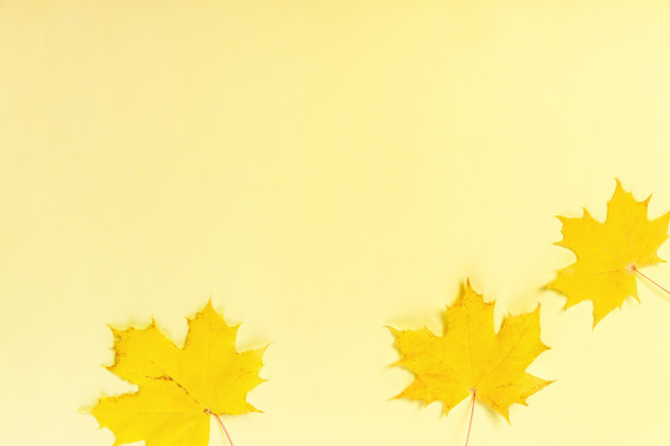 秋天黄色的枫叶在黄色的背景上。秋与叶秋的概念图片下载