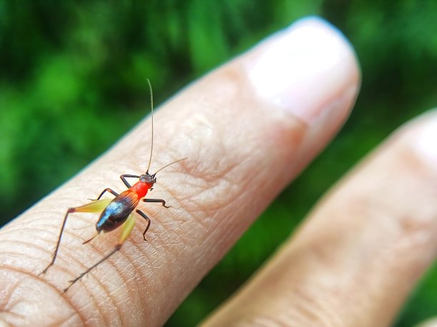 一只小昆虫在我的手指上图片下载