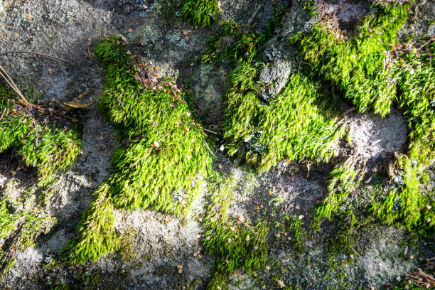 背景是茂密森林里石头上鲜绿色的苔藓图片下载