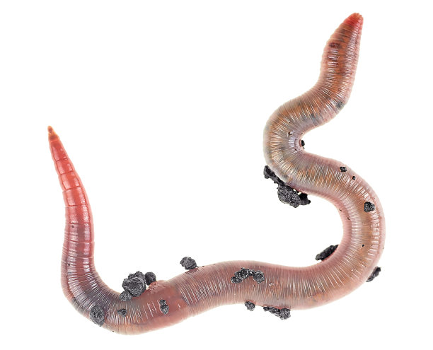 白色背景上的蚯蚓，俯视图。图片下载