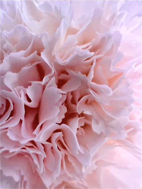 近景模糊柔和的粉红色康乃馨花瓣花反射孤立的背景图片下载