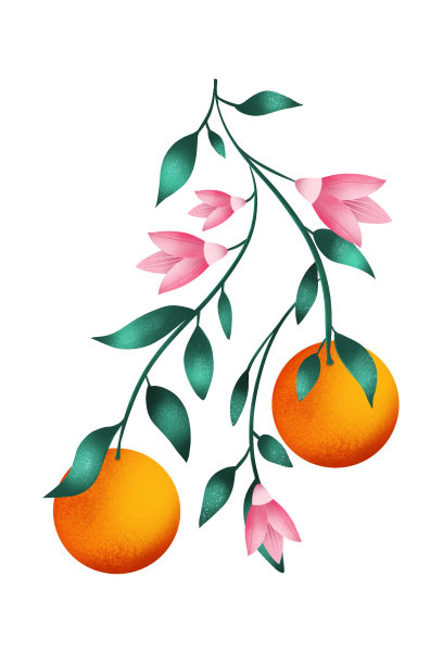树枝上的橘子。柑橘树与叶和花的插图。图片下载