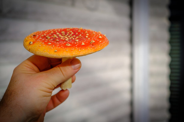 一只手拿着采摘的毒菌图片下载