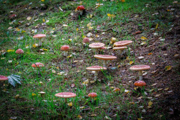 绿色的草地上长着许多鲜红色的毒菌图片下载