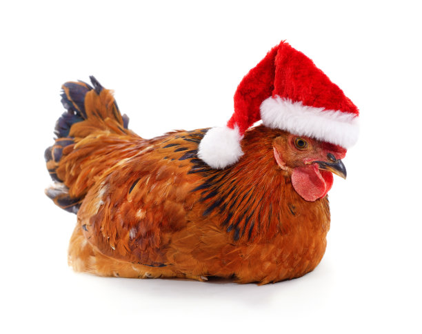 戴着圣诞帽的小鸡。图片下载