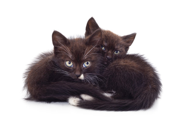 两个小小猫。图片下载