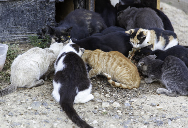 街上的猫群图片下载