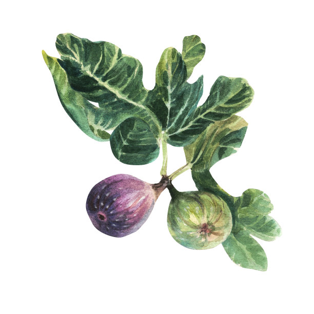 离生的无花果在白色上。水彩手绘插图。长着绿叶的无花果。图片下载