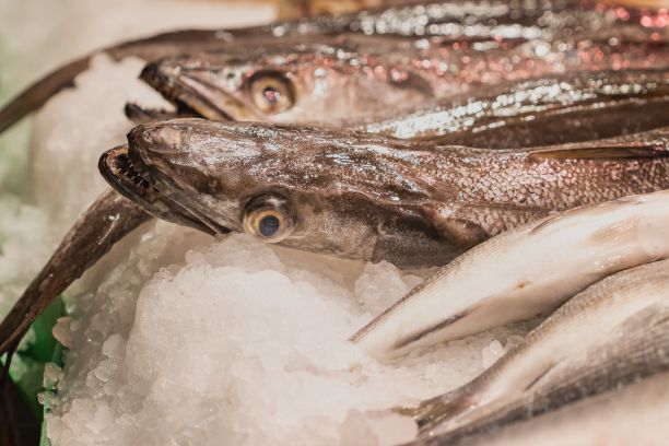 市场上新鲜的鳕鱼待售。图片下载