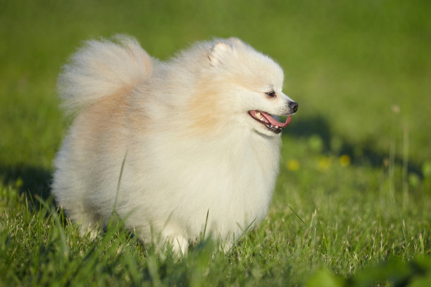 迷人的年轻的狗。在阳光明媚的天气里，绿色的草地上有白色的斯皮兹图片下载