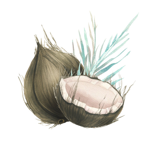 一个完整的椰子和半个热带棕榈叶。水彩插图。组成一套大的椰子。适用于化妆品、食品、菜单、产品的设计和包装设计。图片下载