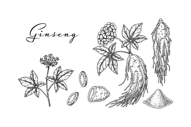 一组手绘野生人参根与叶和浆果隔离在白色背景。植物矢量插图素描风格的包装，标志，科学文章设计图片下载