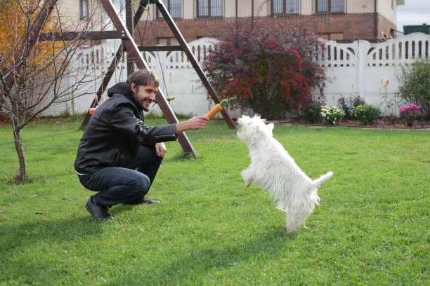 秋天，一个穿深色夹克的年轻人在房子附近的草坪上和他的白色狗玩耍图片下载