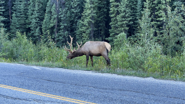 公麋鹿，加拿大鹿在路边吃草。贾斯珀国家公园，加拿大。图片下载