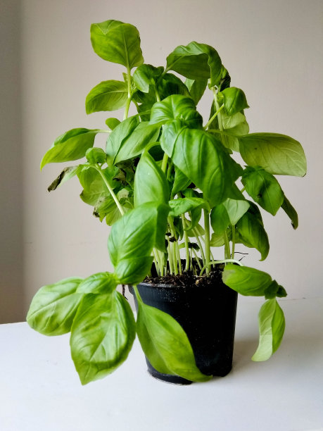 黑色花瓶里生长着巨大罗勒的垂直照片图片下载