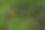 蜻蜓栖息在稻秆和草上图片下载