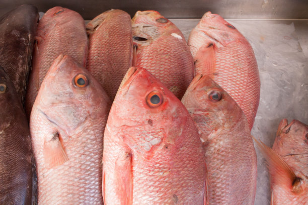 新鲜捕获的红鲷鱼图片下载