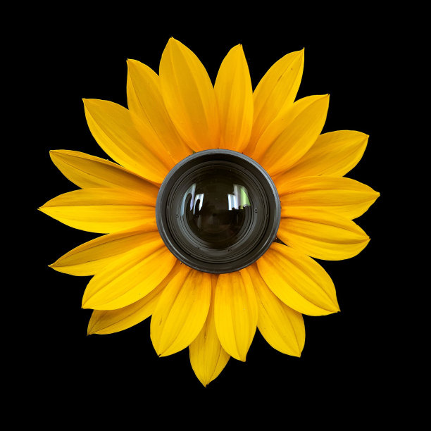 向日葵的特写镜头与中间设计的相机镜头图片下载