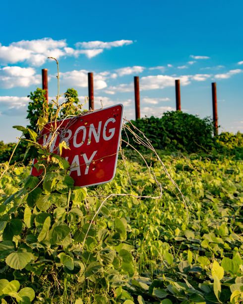 竖版照片：乡村道路上被树叶覆盖的“逆行”标志图片下载