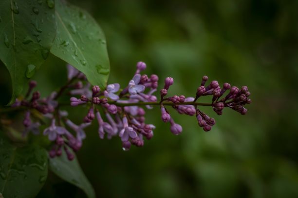 紫花蕾盛开的紫丁香的选择性聚焦镜头图片下载