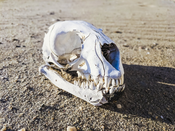 纳米比亚沙滩上的豺狼头骨图片下载