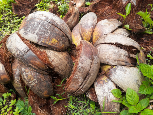 一堆椰子被绿色的草包围图片下载